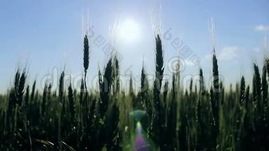 日落背景下的绿色小麦<strong>剪影</strong>。 麦子的穗子在风中<strong>听</strong>见. 成长的概念